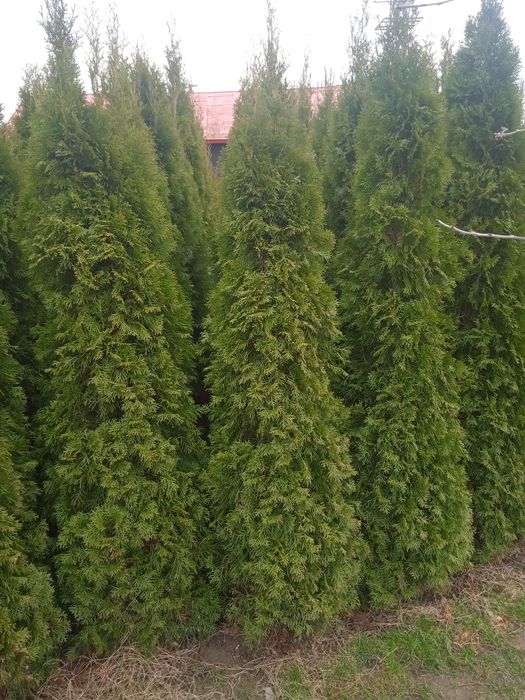 Tuja Szmaragd 200-300cm thuja smaragd