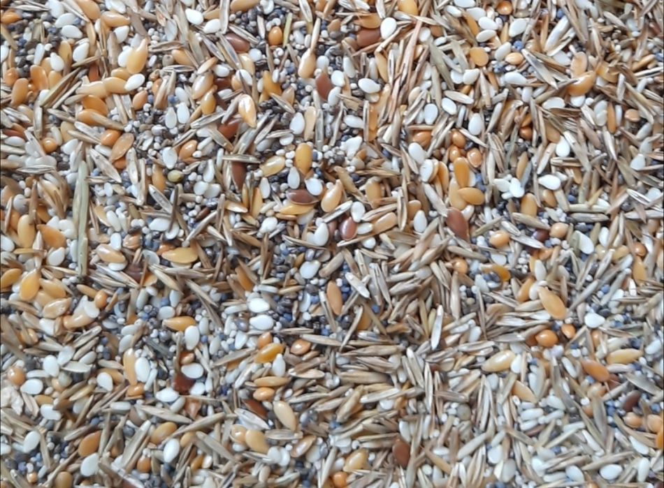 Specjalna mieszanka ziaren dla Messor barbarus 100 gram
-50%
60,00 zł