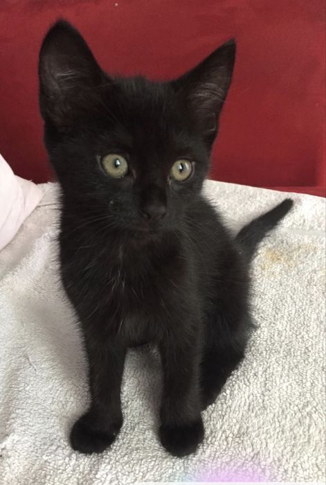 Gatinha bebe mansa