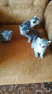 Котики серо-голубые