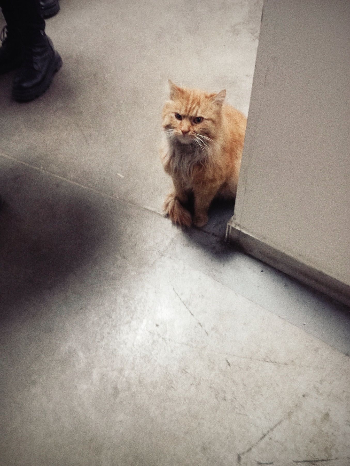 Отдам рыжого кота на удачу