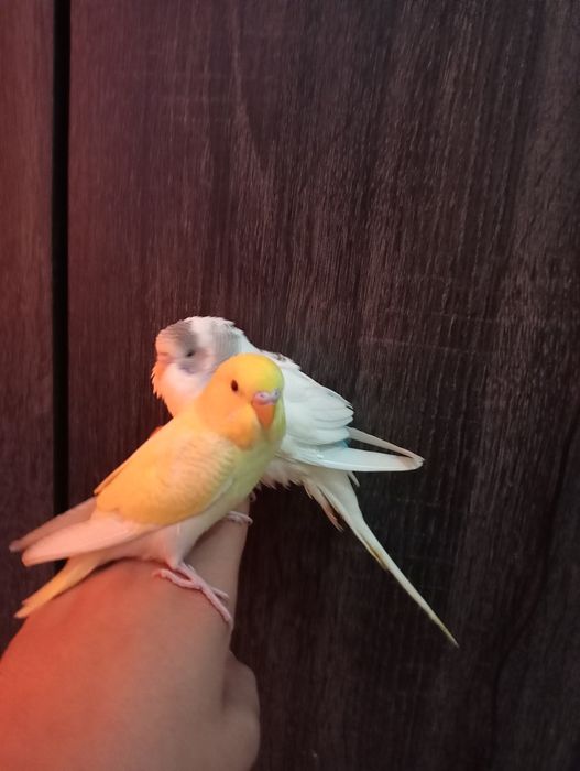 Periquitos domésticados/criados a mão