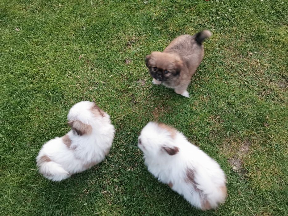 Pekińczyk Szczeniak Tricolor Nie Shih Tzu