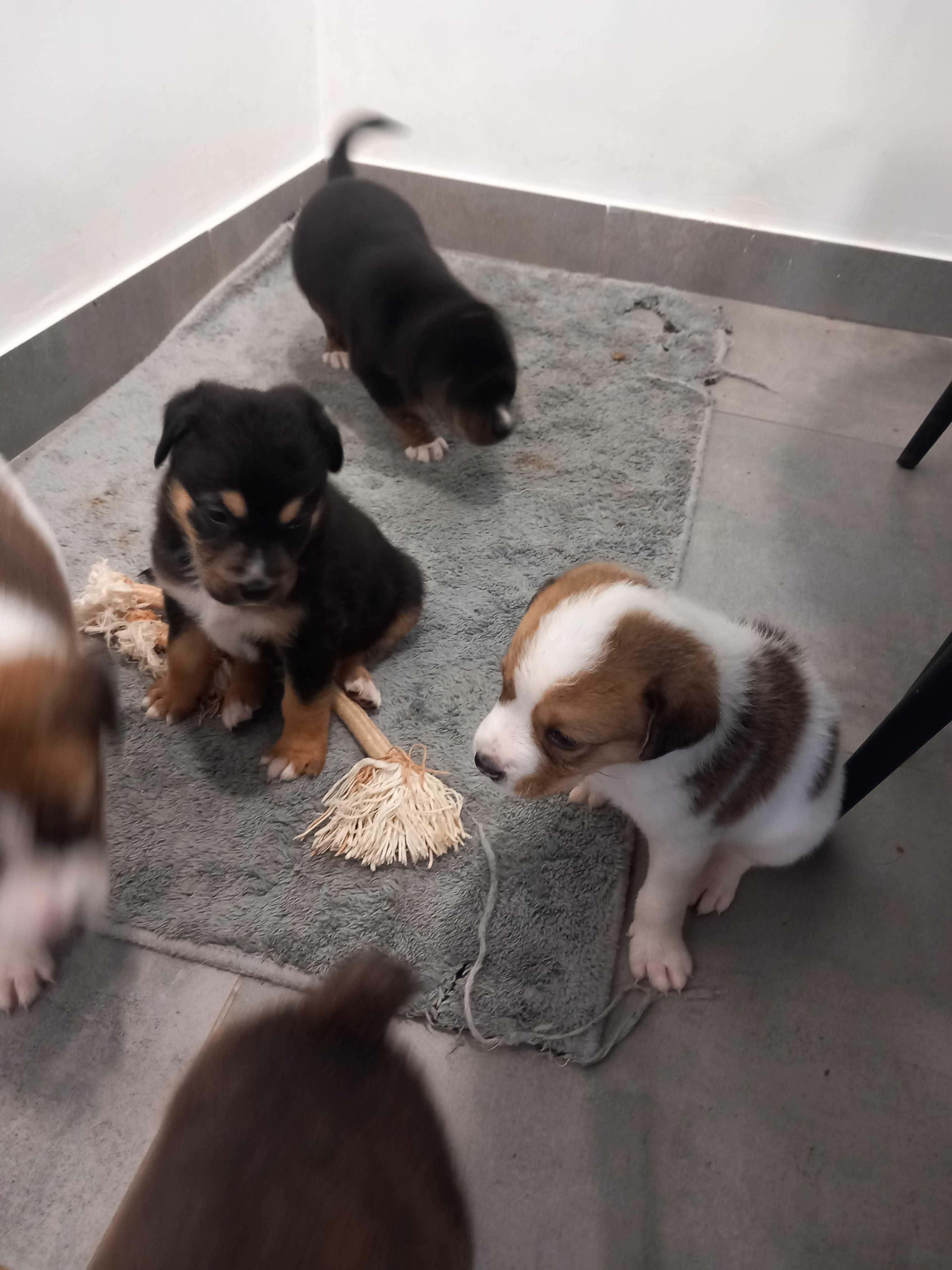 Cães Bebês para adopção