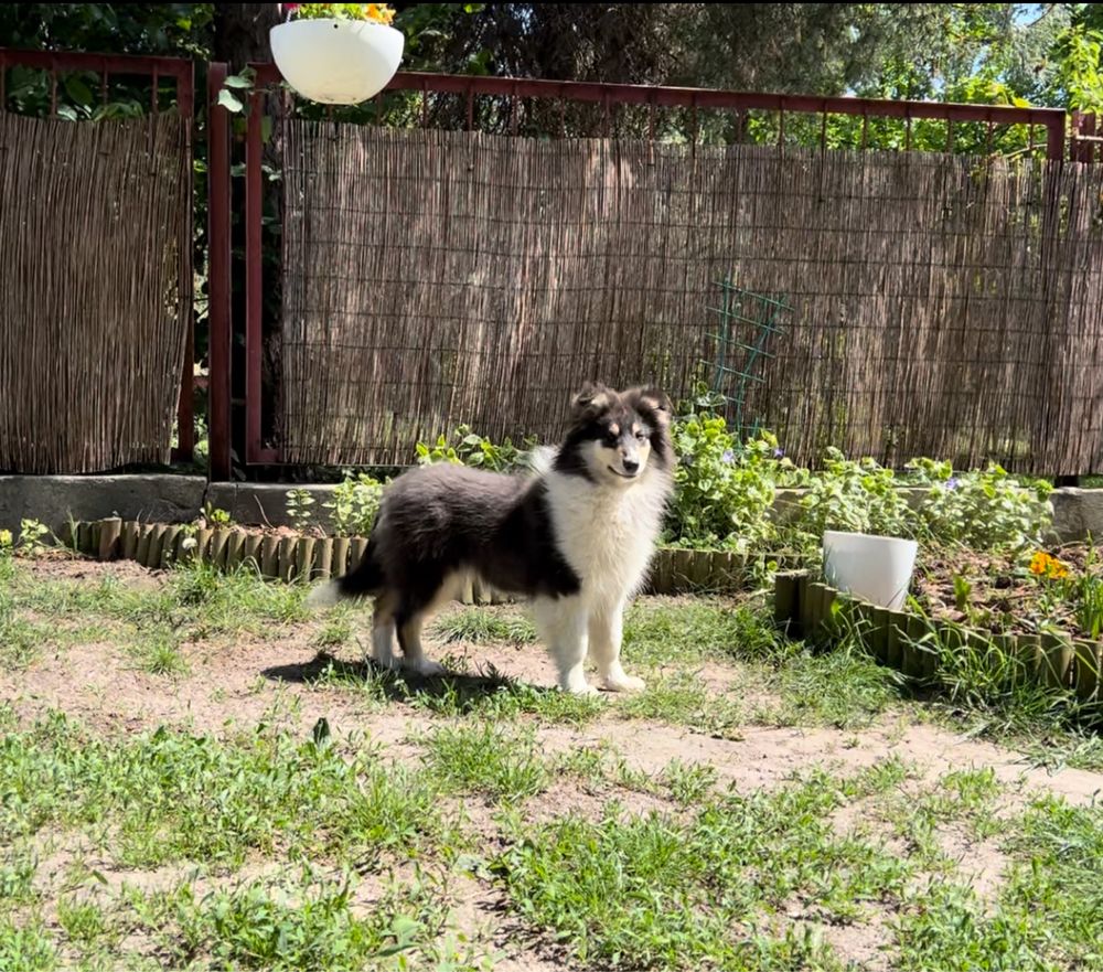 Owczarek Szkocki Collie Długowłosy