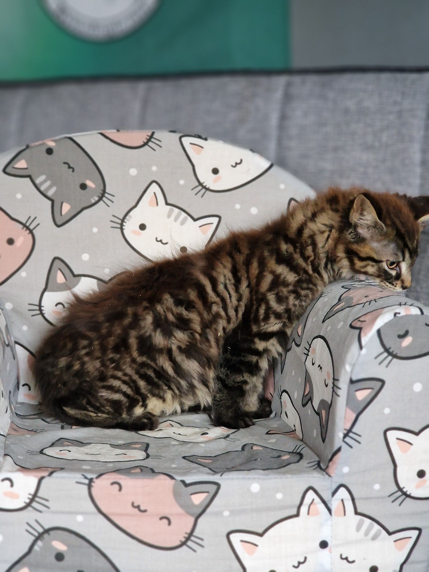 Maine Coon kot gotowy do odbioru