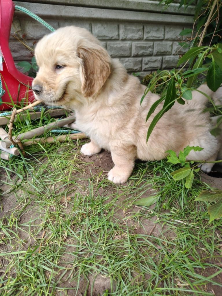Golden Retriever