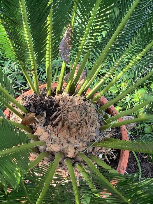 Vendo cyca varios tamanhos