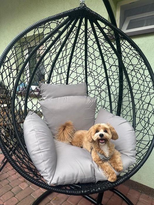 Maltipoo suczka pudel miniaturowy/maltańczyk