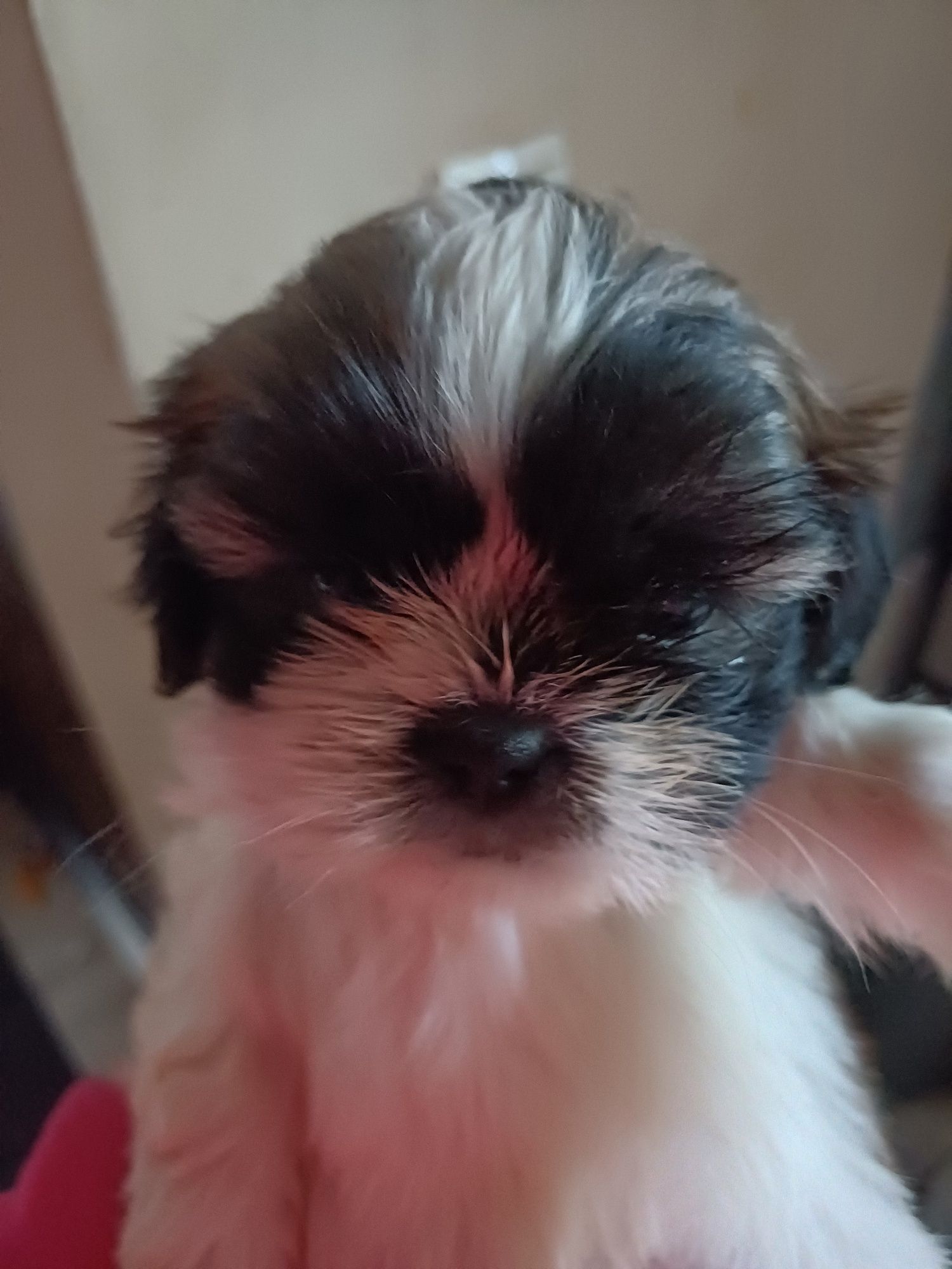 Ogłoszenia prywatne shih tzu