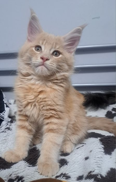 Piękne kocięta Maine Coon