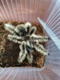 Паук Brachypelma Albopilosum «Nicaragua»