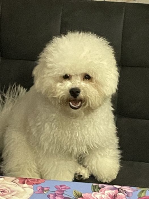 Бішон фрізе КСУ вязка