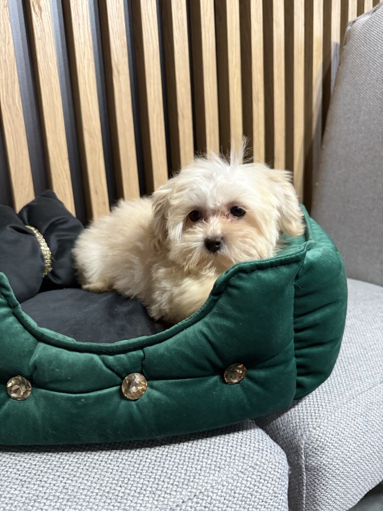 Maltipoo F1 GOTOWE DO ODBIORU tata pudel toy, mama maltańczyk