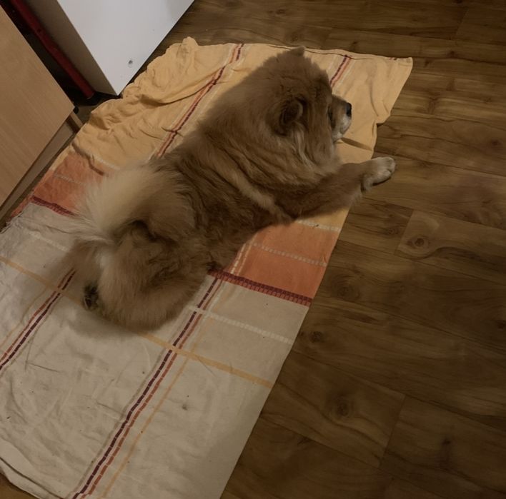 Взрослая  девочка чау чау