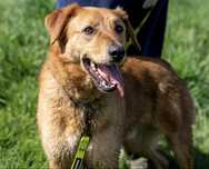 Simon, pies w typie golden, labrador retriever