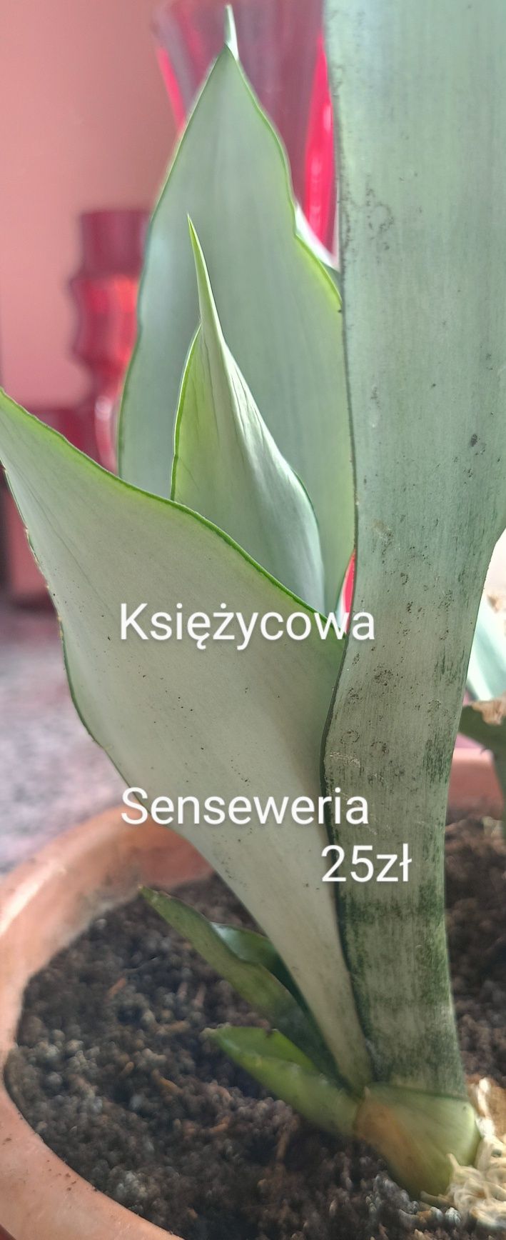 Trawa miodunka wiesiołek miechunka konwalie