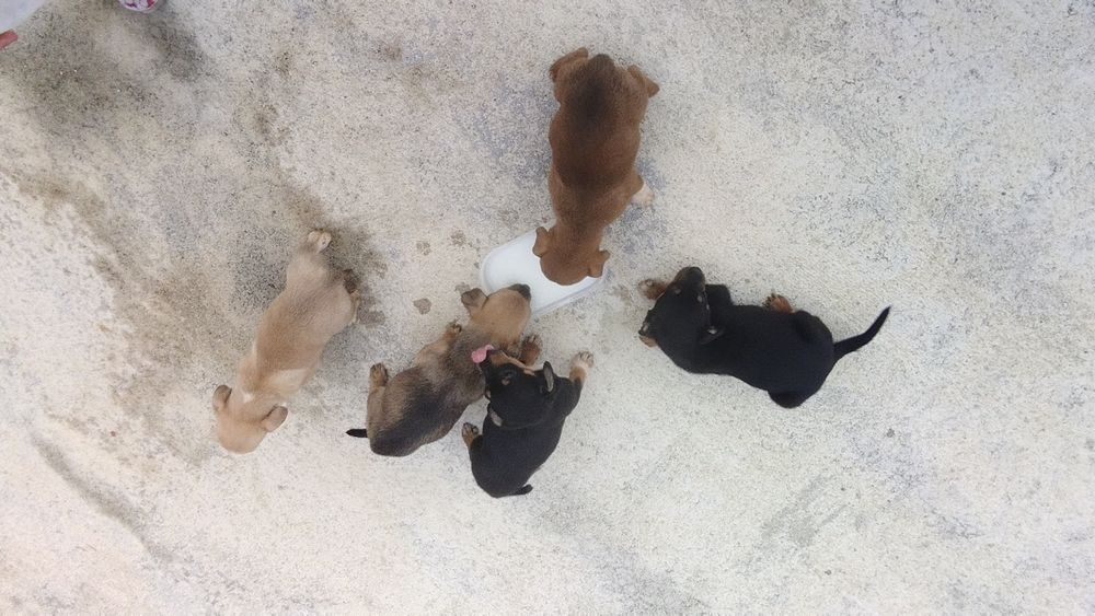 Doação de cães bebés