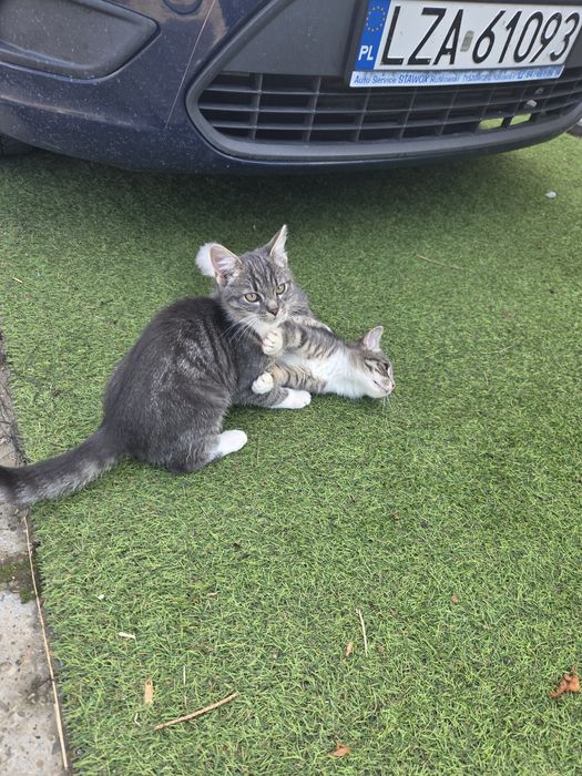 Kotki kot kotek oddam za darmo