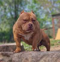 American Bully samiec