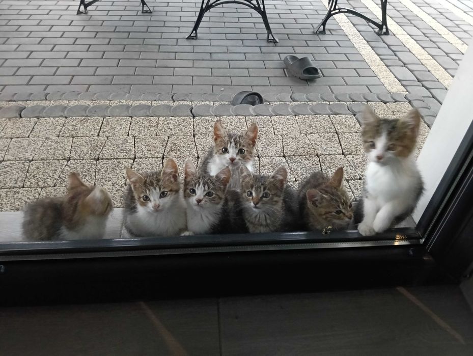 Oddam za Darmo Małe Kotki