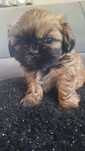 Sprzedam suczke Shih-Tzu