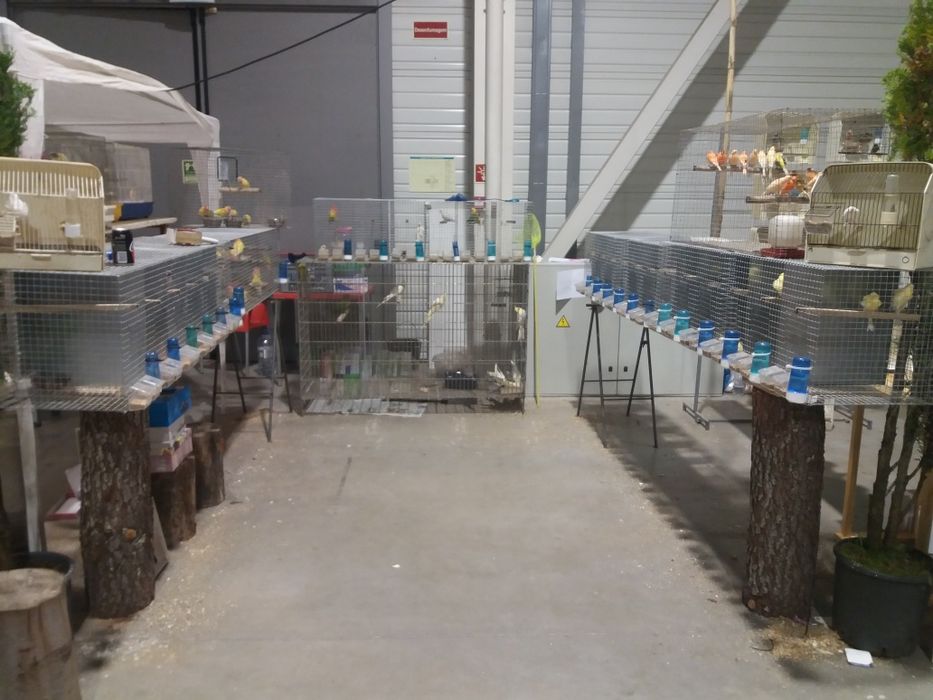 Lote de gaiolas/viveiros