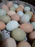 Ovos galados de jersey gigante azul, jersey gigante negra e leghorn