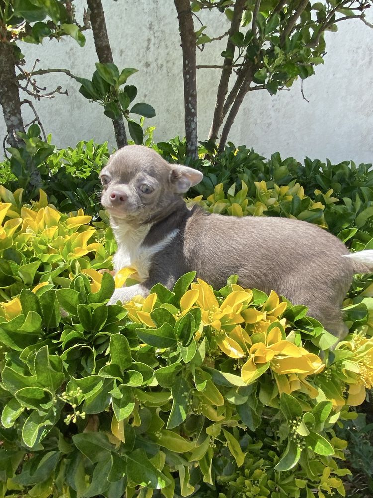 Chihuahua. macho super top