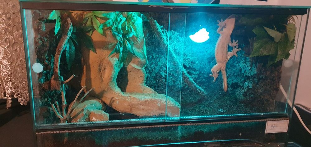 Gekon orzesiony z terrarium, wystrojem i suplementami