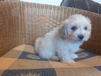 maltipoo piesek beżowy