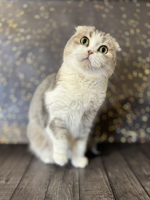 Документи для виїзду закордон для тваринок