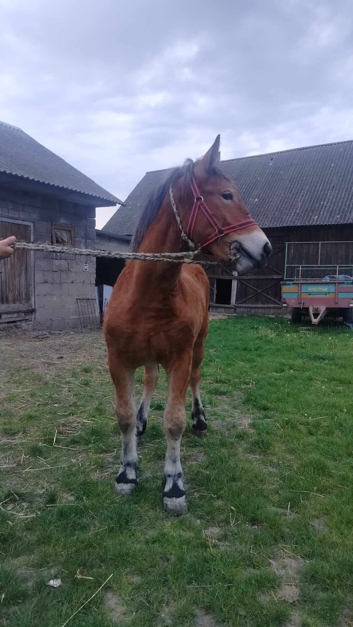 Źrebica 11 miesieczna