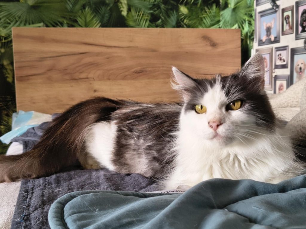 Piękna długowłosa kotka do adopcji