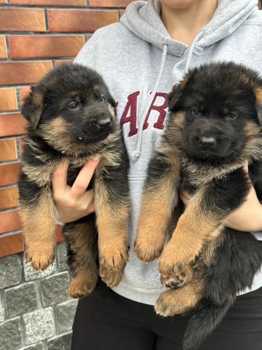 Елітні цуценята німецької вівчарки