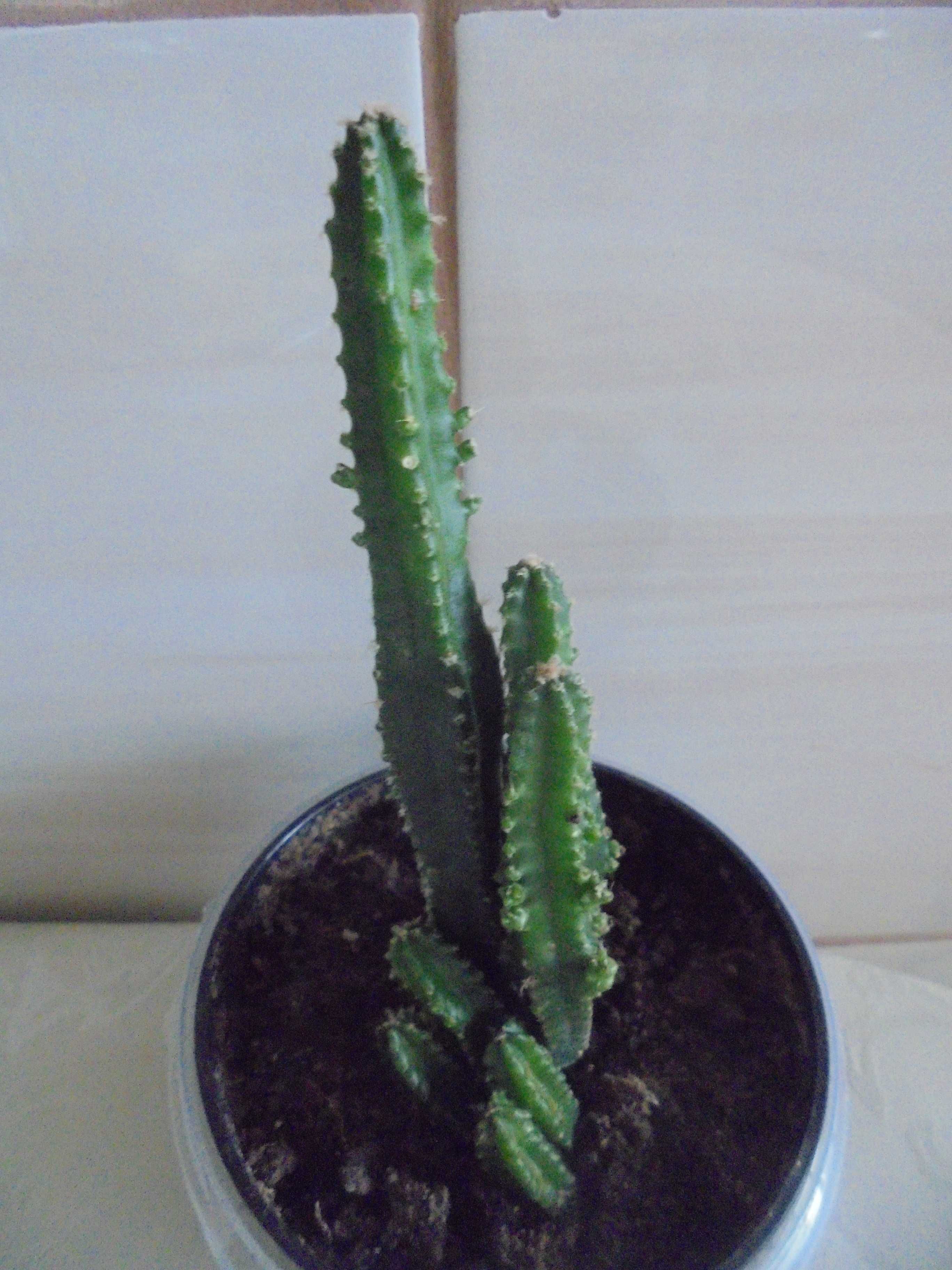 Cereus peruwiański
