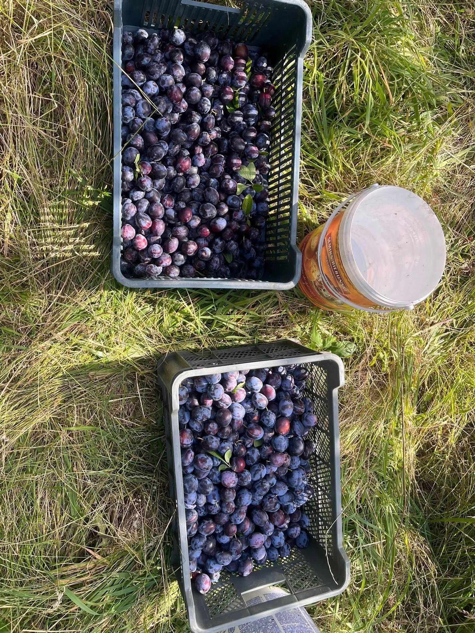 śliwki sprzedam - ekologiczne, niepryskane łysa góra