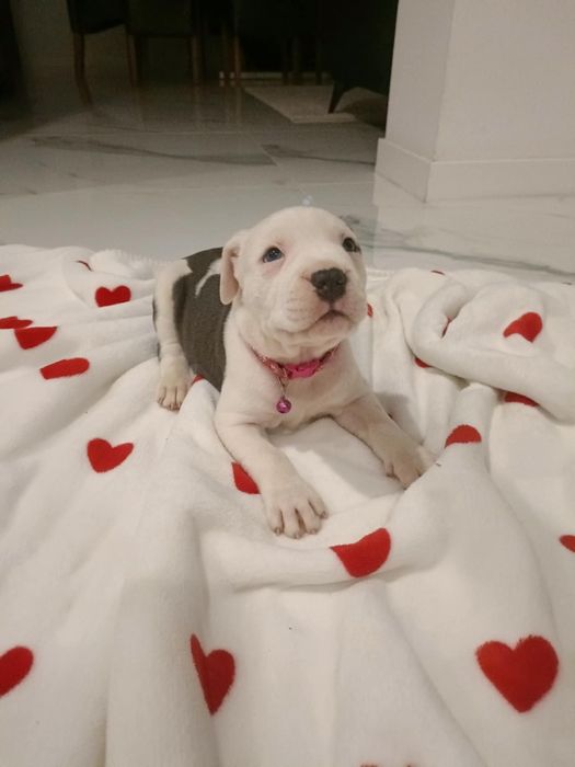 Amstaff szczenięta pieski