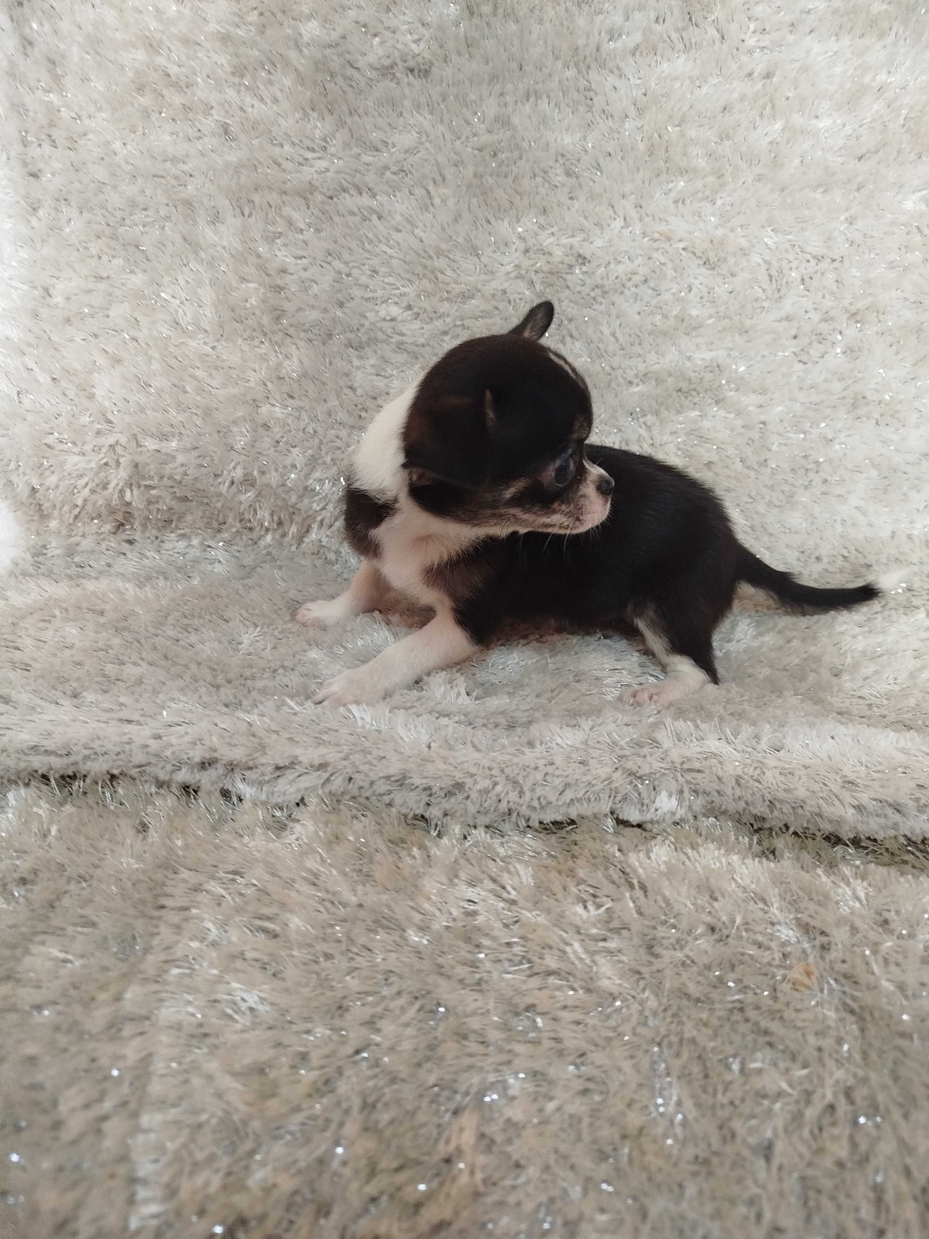 Cachorro fêmea Chihuahua
