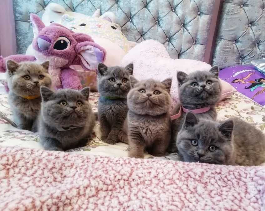 Котята британские короткошерстные