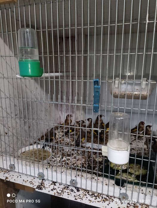 Passarinhos de flores deste ano