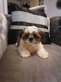 Szczeniak shih tzu