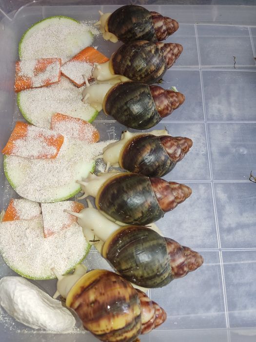 Беніни підлітки,шукають дім.