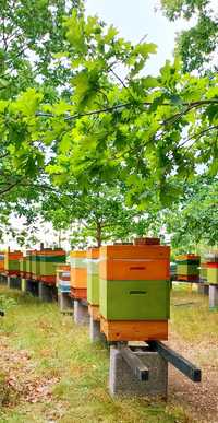Odkłady pszczele pszczoły ule