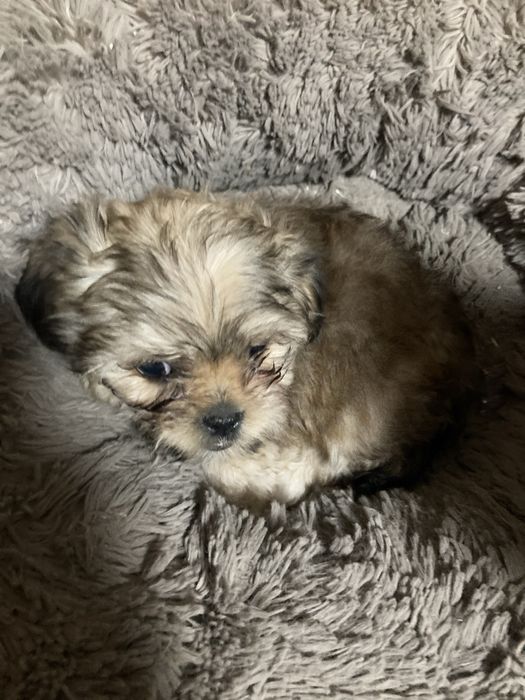 Йоршерські терʼєри золотисті( голдаст)