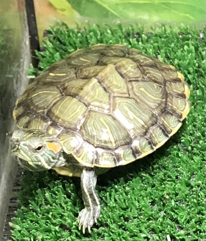 Черепаха красноуха з акваріумом