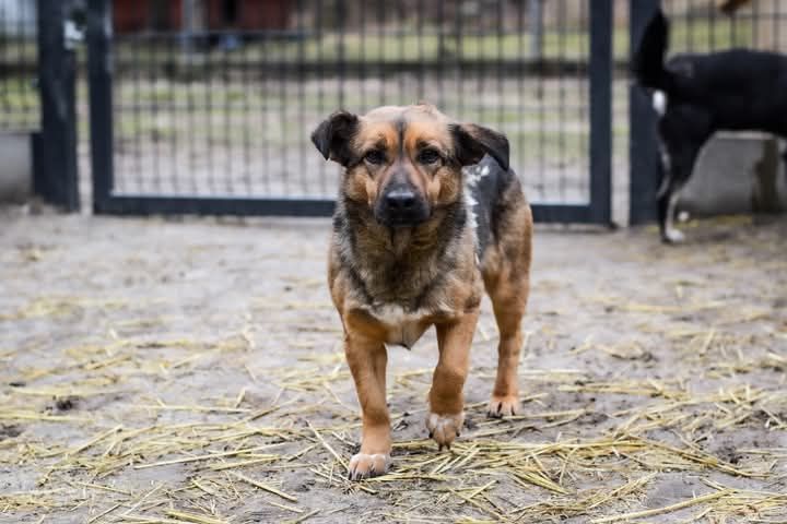 Balto szuka domu