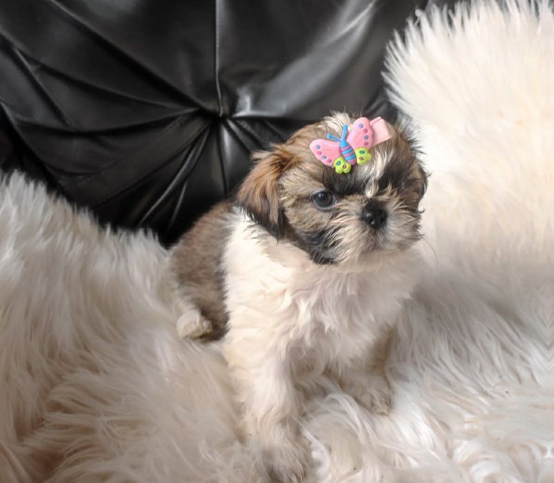 Szczeniak shih-tzu