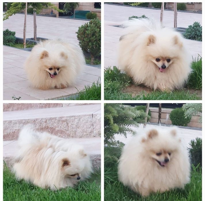 Szpic miniaturowy piesek 9 miesięcy