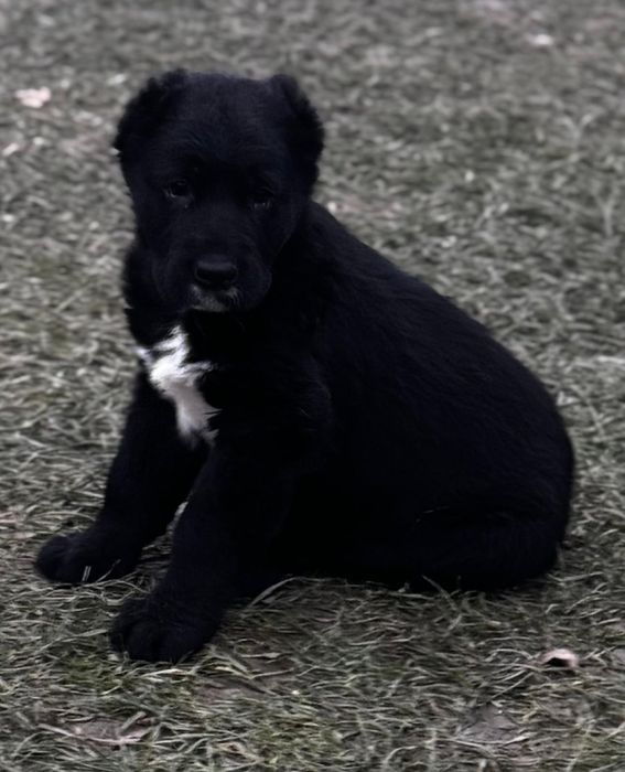 Owczarek Środkowoazjatycki szczenię Premium